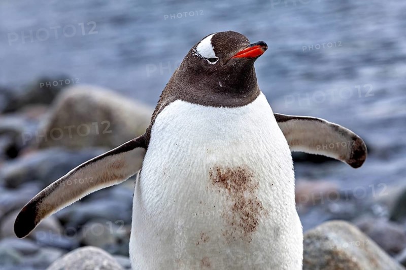 A penguin with spread wings near water, gentoo penguin (Pygoscelis papua) in the Antarctic