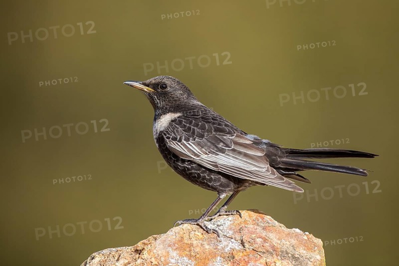 Ring Ouzel (Turdus torquatus) male, Aragon, Spain