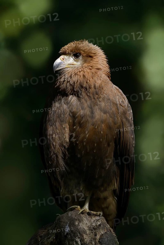 Mountain caracara (Daptrius megalopterus) (Phalcoboenus megalopterus), immature, captive, occurring in South America