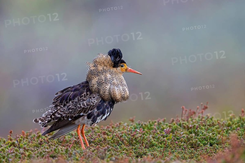 Ruff, (Philomachus pugnax), animals, birds, plumage during mating season, snipe bird, courtship, male, mating behaviour, mating season, Varanger, Finnmark, Norway