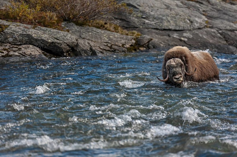 The musk ox bull (Ovibos moschatus) enjoys the cold water of the Svone, current, autumn, Ruska, autumn colours, Tundra landscape, Norway
