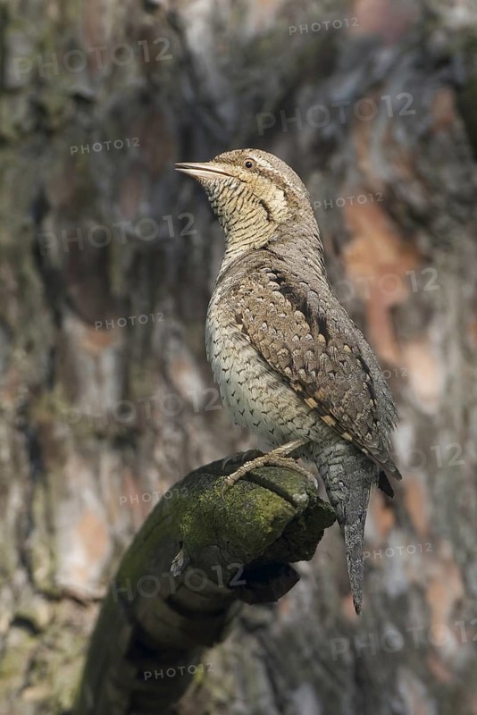 Eurasian Wryneck (Jynx torquilla), Saxony, Germany