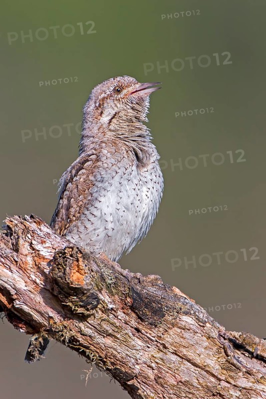 Eurasian Wryneck (Jynx torquilla), Saxony-Anhalt, Germany