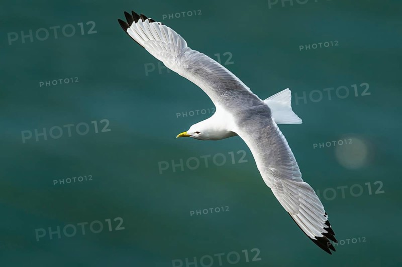 Black-legged Kittiwake, Rissa tridactyla, bird in flight over sea, Bempton Cliffs, North Yorkshire, England, United Kingdom