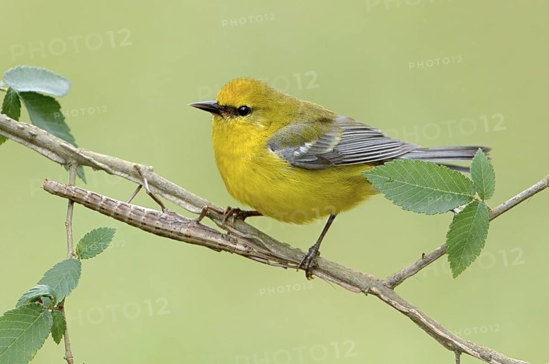 Blue-winged Warbler (Vermivora cyanoptera), Texas, USA
