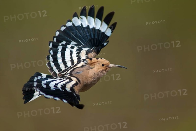 Hoopoe, upupa epops, hoopoe, birds, Extremadura, flying, flight, Spain, upupidae, birds
