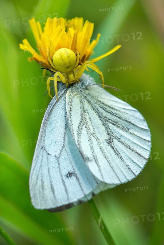 Arachnida, green-veined white, green vein whitling, misumena vatia, pieris napi, rapeseed whitling, arachnids, variable crab spider, arthropod, prey, butterfly, capture, flower spider, arthropods, goldenrod crab spider, high size, portrait format, hunting, insects, hunting, crab spider, butterfly, spiders, spiders, spiders, spiders, spiders, spiders, spiders, butterflies