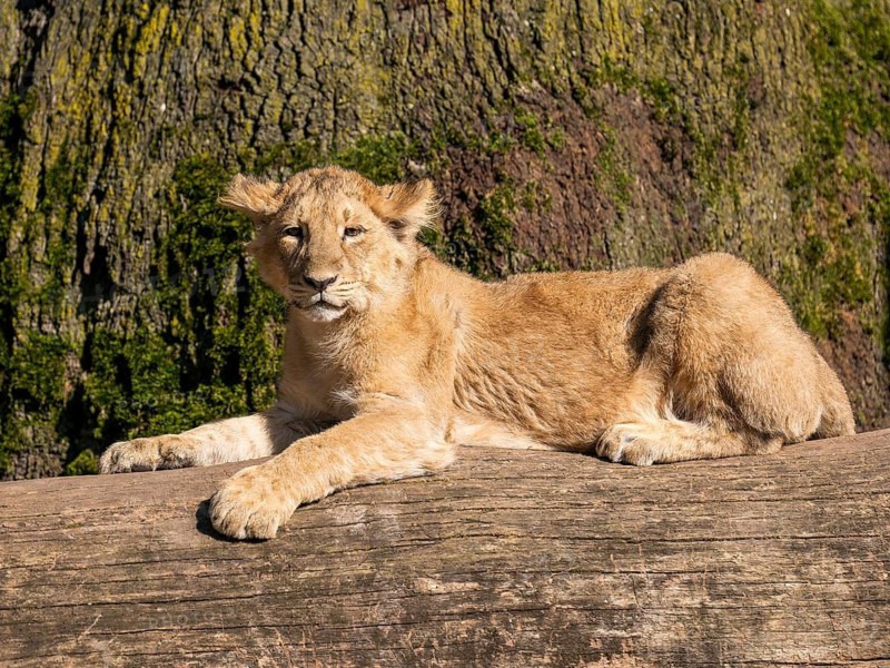 Asiatic Lion (Panthera leo persica), young lying on a tree trunk, occurrence in India, captive