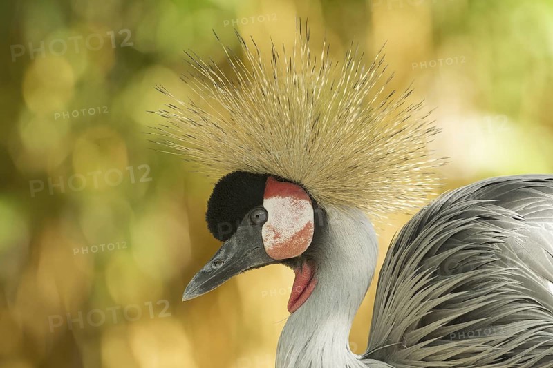 Grey Crowned Crane (Balearica regulorum), Germany