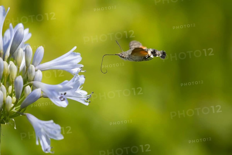Hummingbird hawkmoth (Macroglossum stellatarum) adult moth insect in flight approaching a garden Agapanthus flower in summer, Suffolk, England, United Kingdom