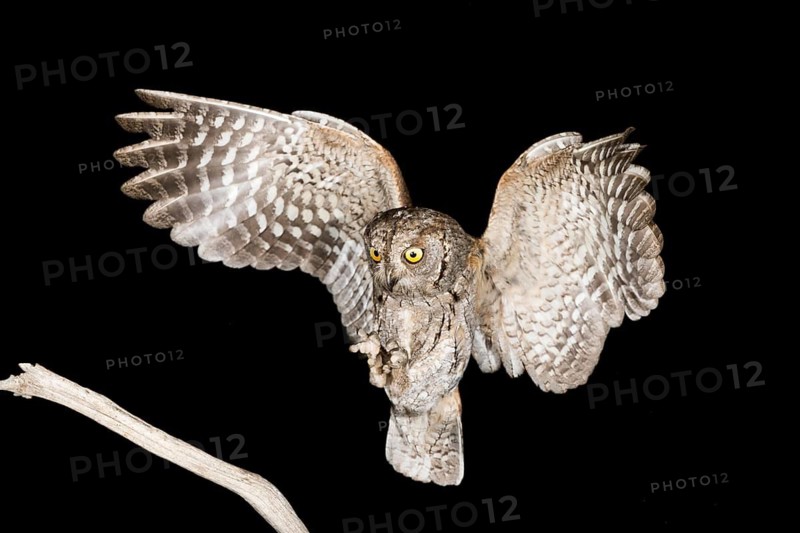 Eurasian Scops Owl (Otus scops) approaching a branch, Aosta Valley, Italy