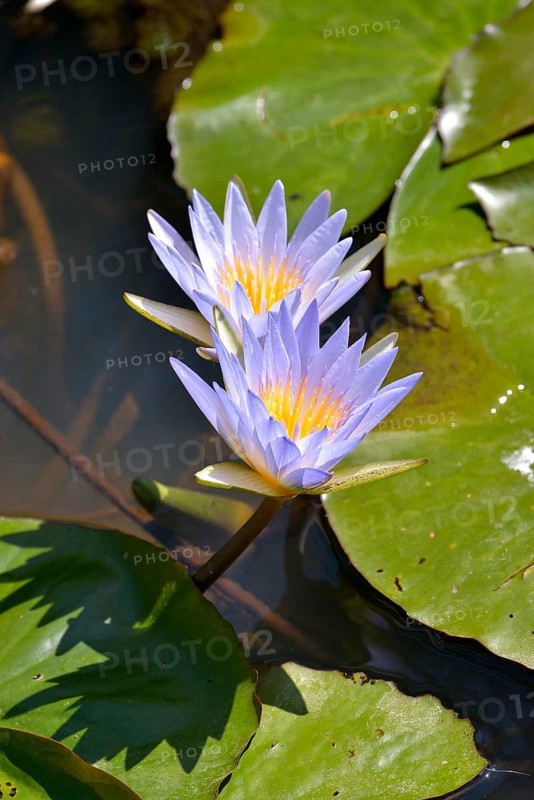 Blue Egyptian Water Lilies or Sacred Blue Lilies (Nymphaea caerulea), South Luangwa National Park, Luangwa Valley, Zambia