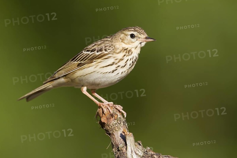 Tree Pipit (Anthus trivialis), Baden-Wuerttemberg, Germany