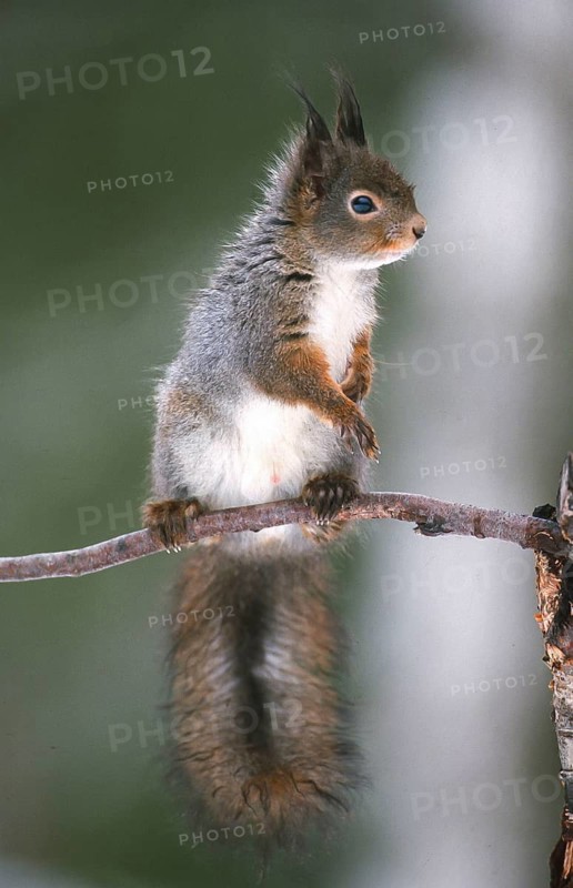 Squirrel (Sciurus vulgaris) sitting on the branch of a tree, North Rhine-Westphalia, Germany