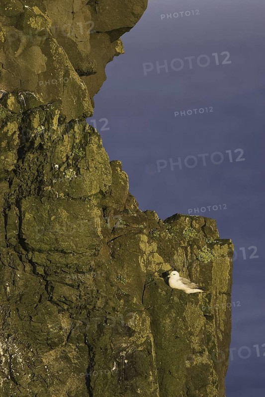 Northern Fulmar (Fulmarus glacialis), Iceland