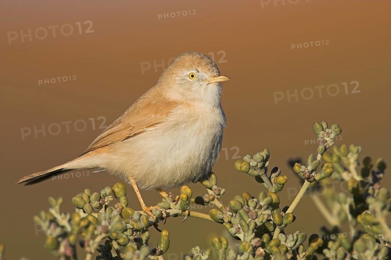 African Desert Warbler (Sylvia deserti), Morocco