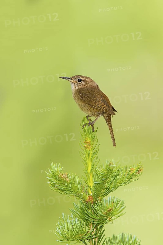 House Wren Troglodytes aedon east of Beaver, Utah, United States 4 July Adult Troglodytidae