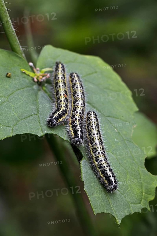 Caterpillars of large white (Pieris brassicae) butterfly eating leaf