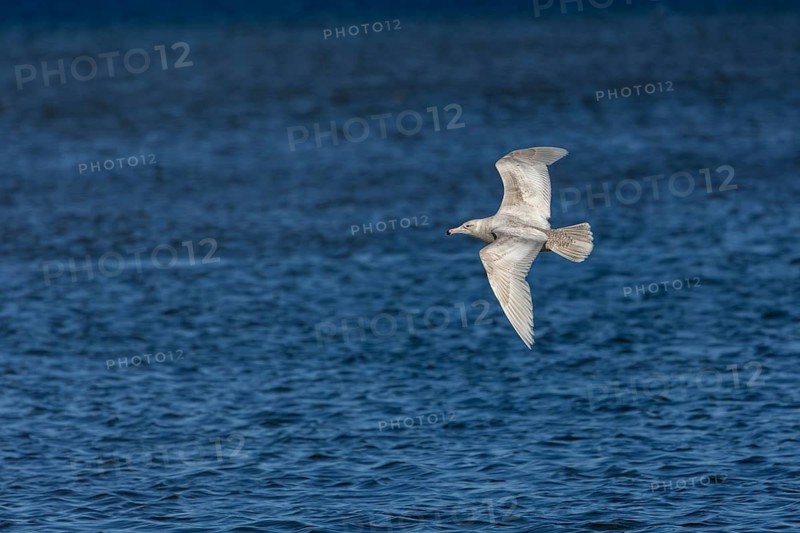 A rare vagrant on the Danish North Sea coast, a glaucous gull (Larus hyperboreus) in its second-winter plumage, vagrant, rarity, juvenile plumage, May, Denmark