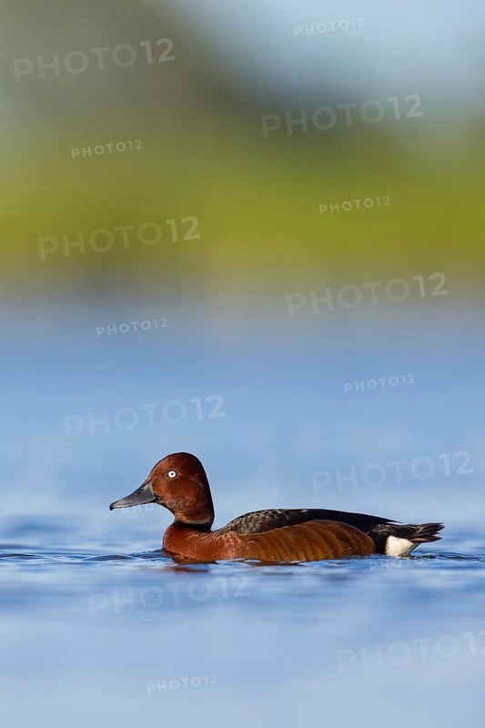 Ferruginous Duck, Ferruginous Pochard, (Aythya nyroc), (Anas nyroca), Fuligule nyroca, Porrón Pardo, Race area, Reservoir, Race, Race-Fram, Slovenia