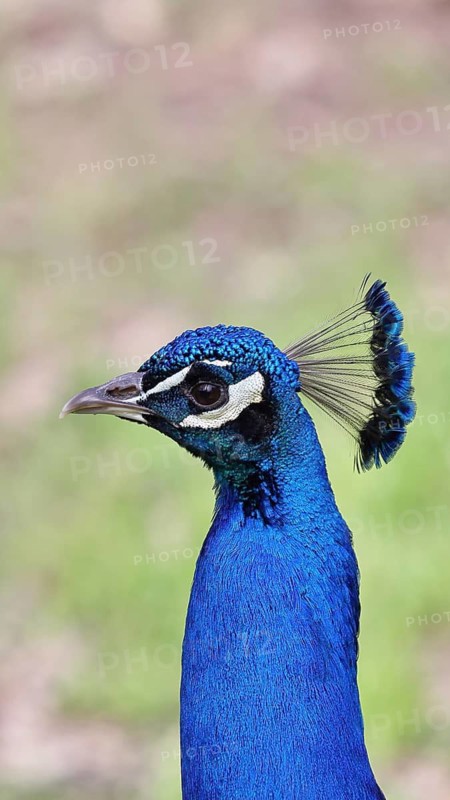 Indian peafowl (Pavo scalloped ribbonfish), portrait, captive, North Rhine-Westphalia, Germany