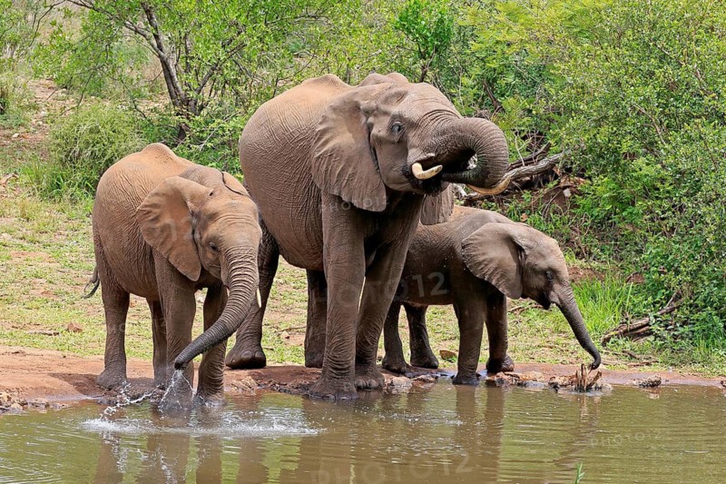 African elephant (Loxodonta africana), juvenile, mother, adult, female, mother with two juveniles, at the water, drinking, Kruger National Park, Kruger National Park, South Africa