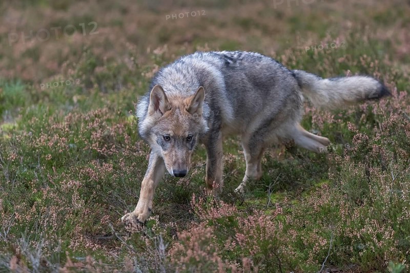 One young male eurasian gray wolf (Canis lupus lupus) running thru a forest with rocks and heather. Green vegetation in the background