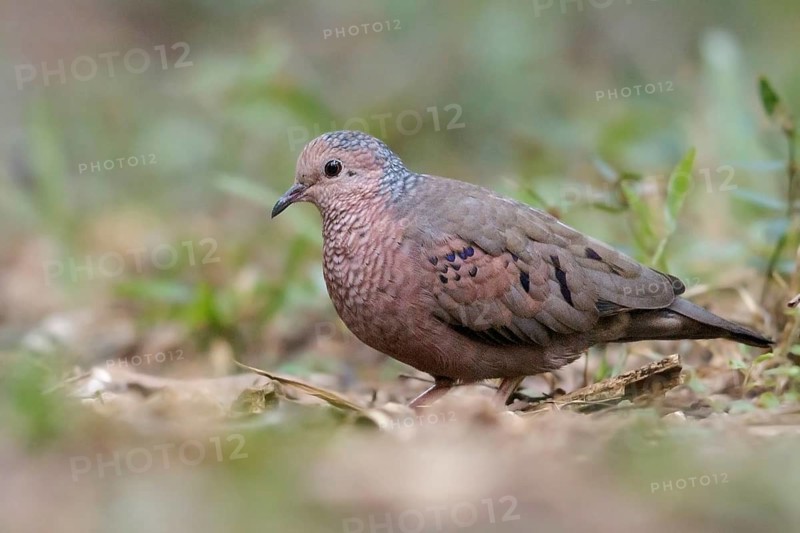 Common Ground Dove (Columbina passerina) perched on the ground in Cuba