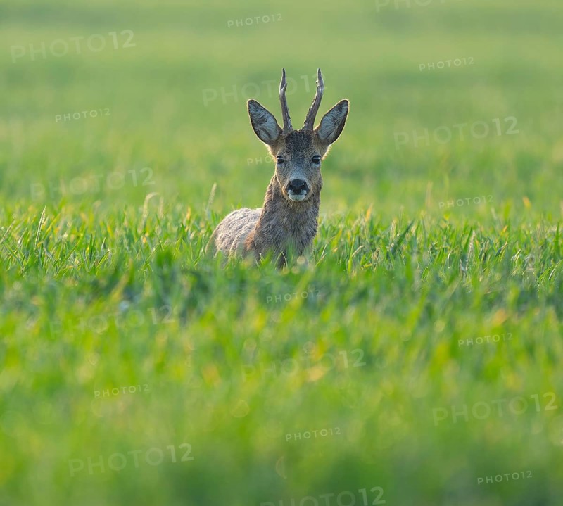European roe deer (Capreolus capreolus), roebuck standing in a grain field and looking attentively, wildlife, Thuringia, Germany