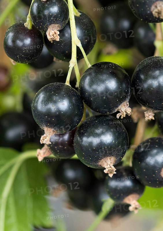 Black currant (Ribes nigrum 'Titania'), BS Sämann, Germany