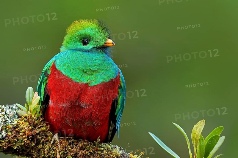 Resplendent Quetzal, Pharomachrus mocinno, from Savegre in Costa Rica with blurred green forest foreground and background. Magnificent sacred green and red bird. Detail portrait of Resplendent Quetzal