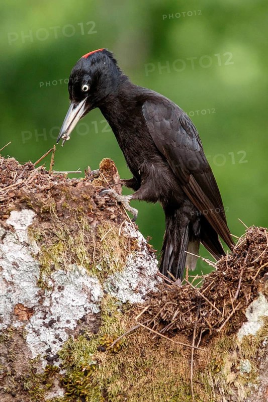 Black Woodpecker (Dryocopus martius), female on forest, Castile and Leon, Spain