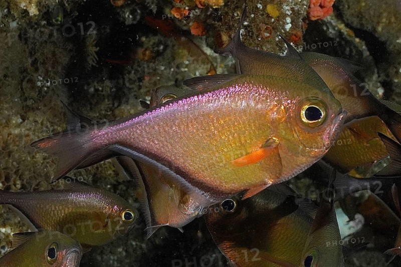 Schwenk's hatchetfish (Pempheris schwenkii)