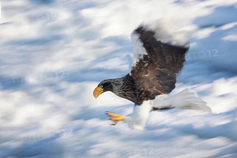 Steller's Sea Eagle (Haliaeetus pelagicus) flying, Hokkaido, Japan