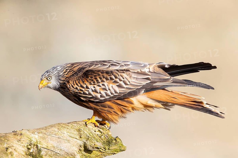 Red Kite (Milvus milvus) Germany