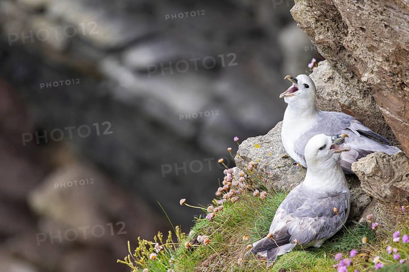 Northern fulmar (Fulmarus glacialis), breeding pair sitting in a rock niche, Orkney Islands, Scotland, Great Britain