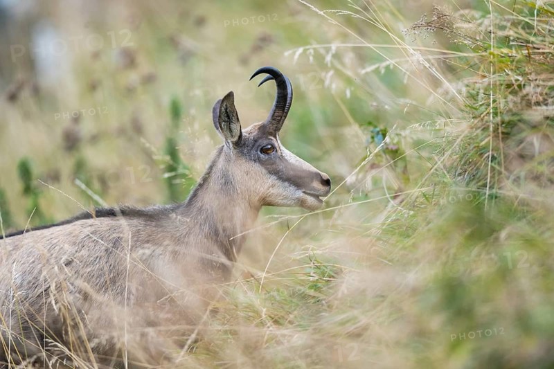 Chamois (Rupicapra rupicapra) on a meadow in the Vosges Mountains, wildlife, France