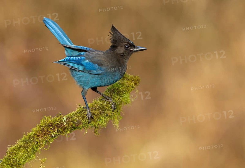 Steller's Jay (Cyanocitta stelleri), British Columbia, Canada