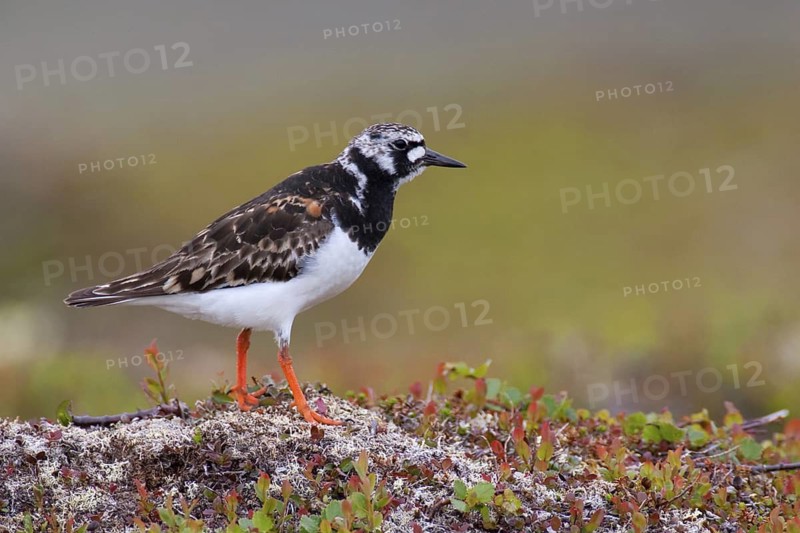 Ruddy Turnstone (Arenaria interpres), Varanger, Norway
