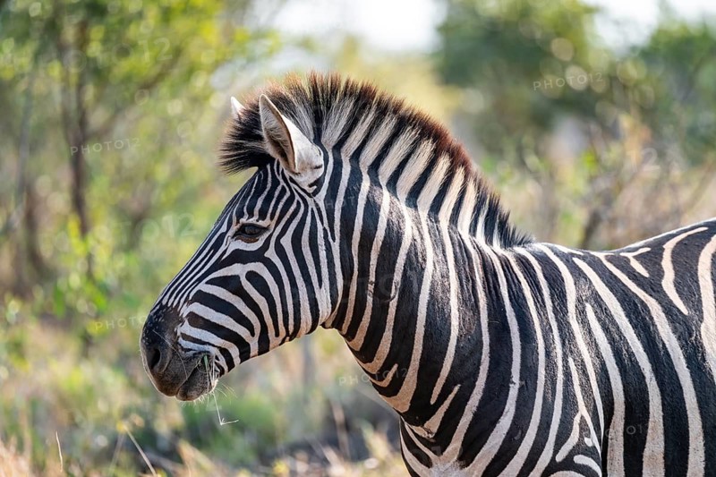 Plains zebra (Equus quagga), adult, animal portrait, Kruger National Park, South Africa
