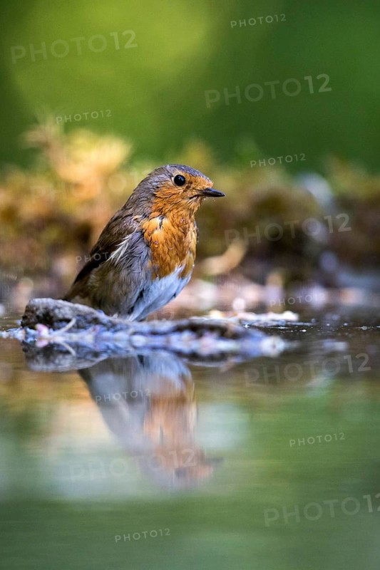 European Robin (Erithacus rubecula) perched at a waterhole, Carpathian Mountains, Romania