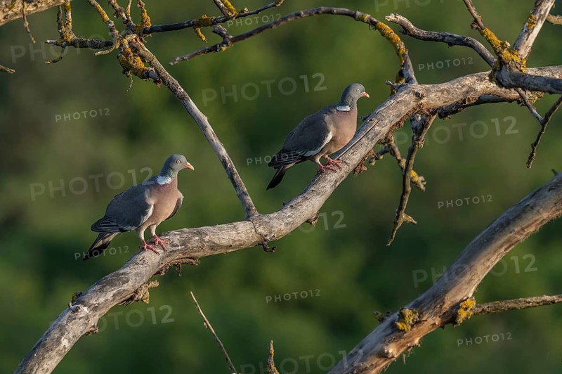 Two common wood pigeons (Columba palumbus) are sitting on a tree branch. They look around. The tree stands on a green area. It is a sunny day. Kaiserstuhl, Germany