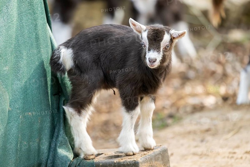 Domestic goat (Capra hircus) youngster on a farm outdoors, Bavaria, Germany