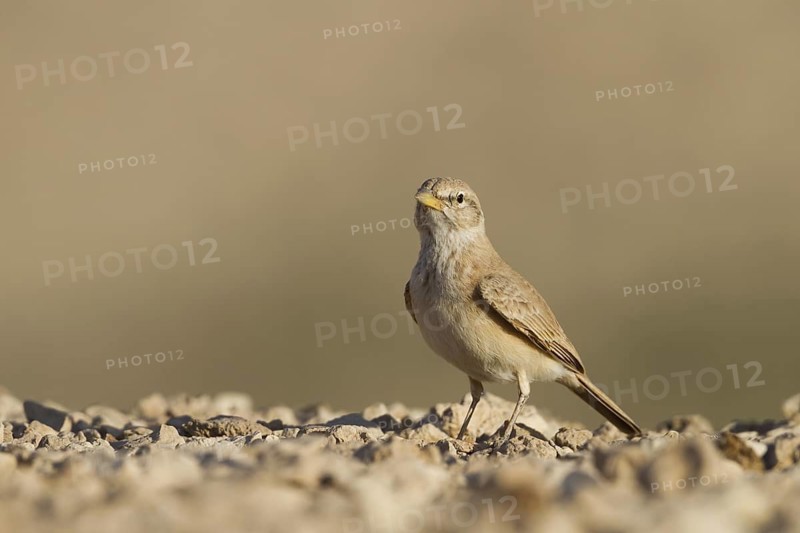 Desert Lark (Ammomanes deserti), Oman
