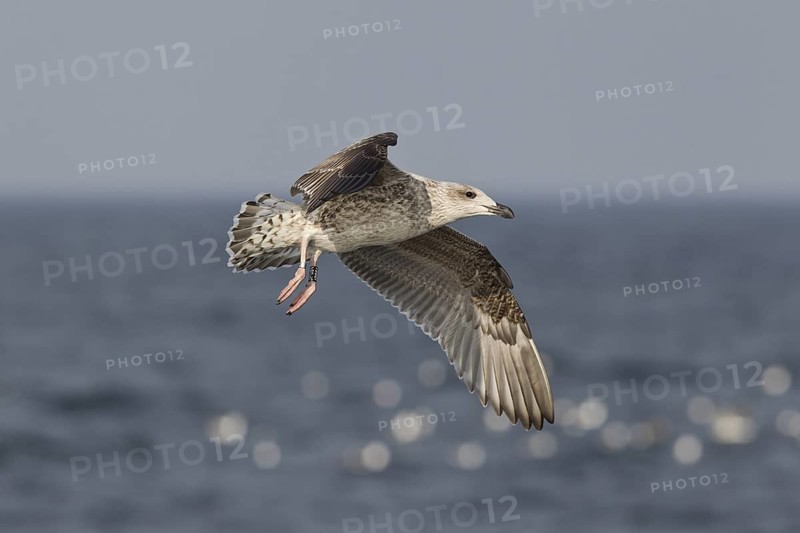 Great Black-backed Gull (Larus marinus) juvenile flying, North Sea, Germany