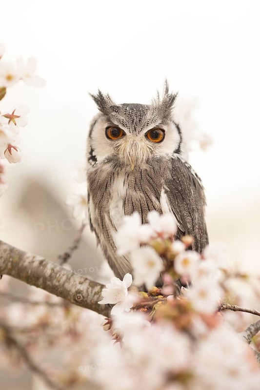 Southern White-faced Owl (Ptilopsis granti) captive, Germany