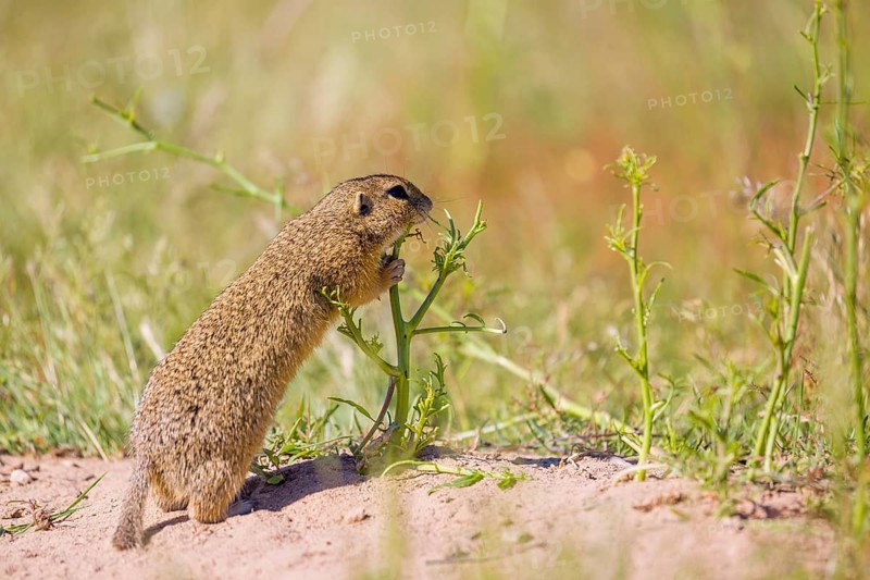 A European ground squirrels (Spermophilus citellus) or European souslik stands on sand with some green grass in the background, and eats wildflowers