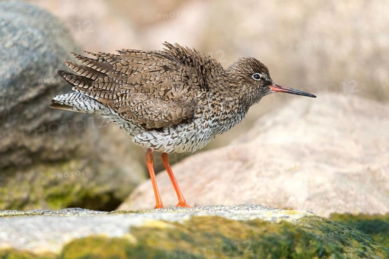 Redshank, redshank, tringa totanus, birds, charadriiformes, plumage, limikolen, preening, snipe birds, scolopacidae, birds, waders, waders