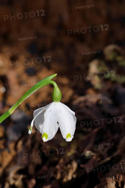 Spring snowflake (Leucojum vernum), spring knot flower, Amaryllis family (Amaryllidaceae), single flower in the forest, Wilnsdorf, North Rhine-Westphalia, Germany