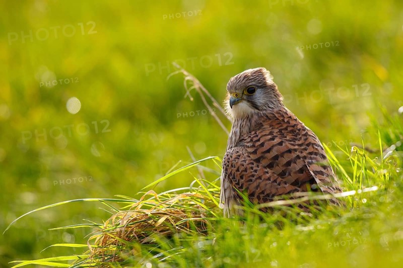 Common Kestrel (Falco tinnunculus), Netherlands